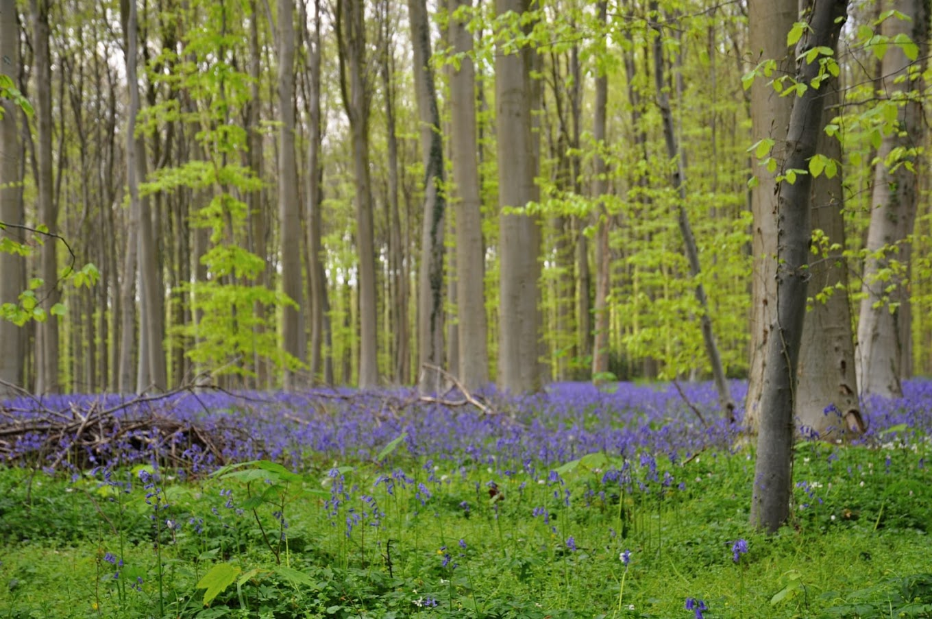 Bois de Hal