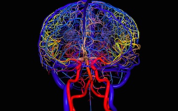 Cerveau irrigué